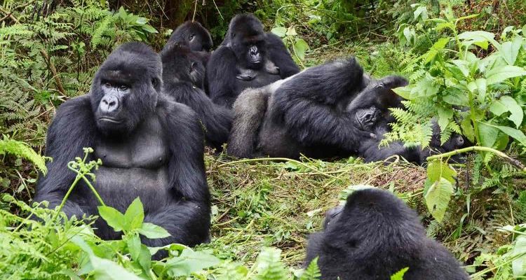 Bwindi Forest Gorilla Trekking Uganda