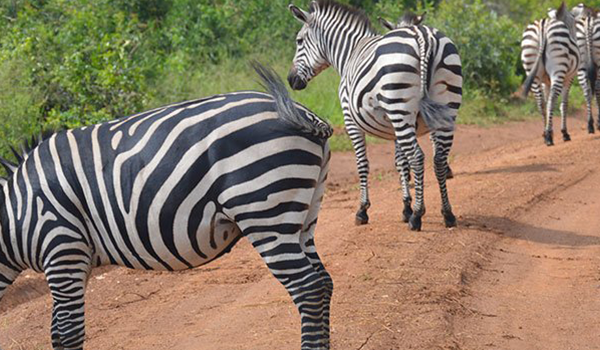 Uganda Wildlife Safari Packages