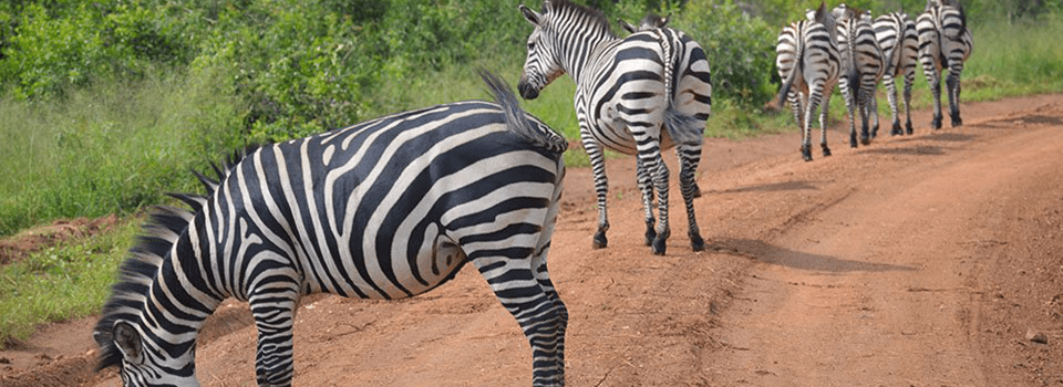 Uganda Wildlife Safari Packages
