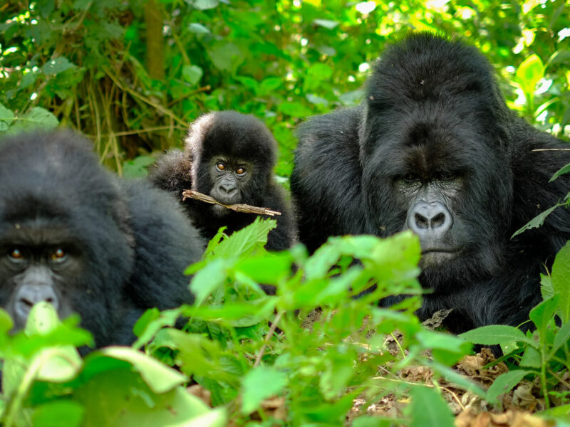 Uganda gorilla safari packages
