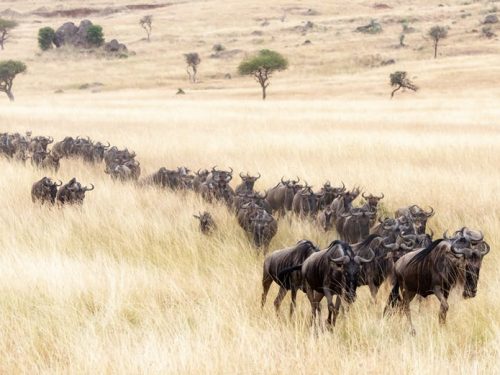 4 days tanzania wildlife safari