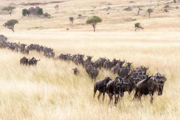 4 days tanzania wildlife safari