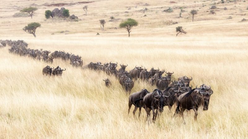 4 days tanzania wildlife safari