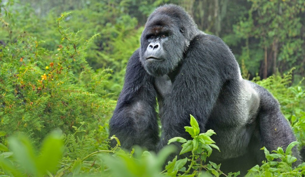 Rwanda gorilla trekking tours