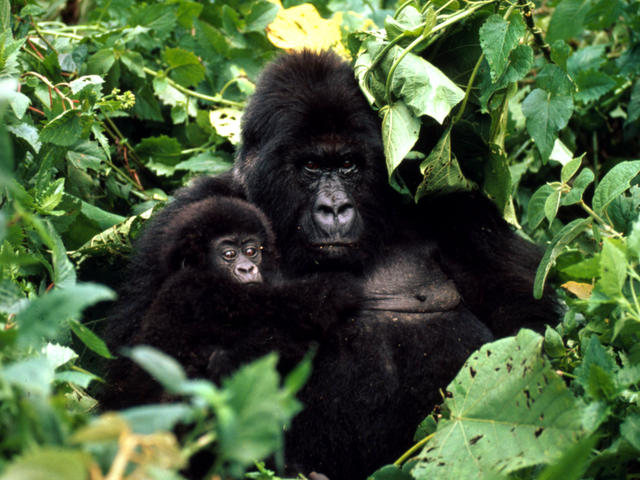 6 Days Rwanda Wildlife Tour