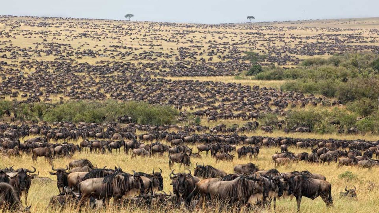 Serengeti national park (Wildebeest migration) trip, best of Tanzania safari