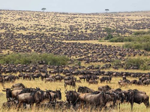 6 Days Tanzania Wildlife Safari