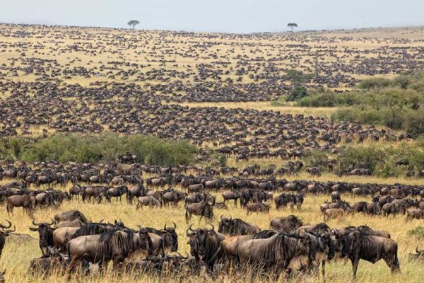 6 Days Tanzania Wildlife Safari