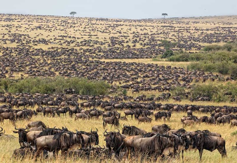 6 Days Tanzania Wildlife Safari