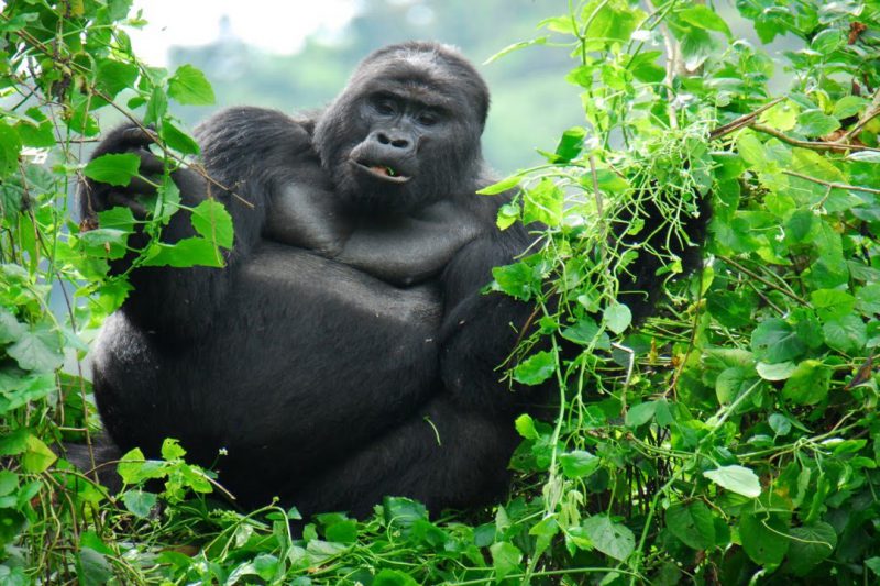 How many mountain gorillas are in the wild?
