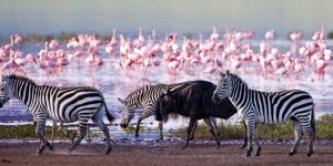 Bird Watching in Tanzania