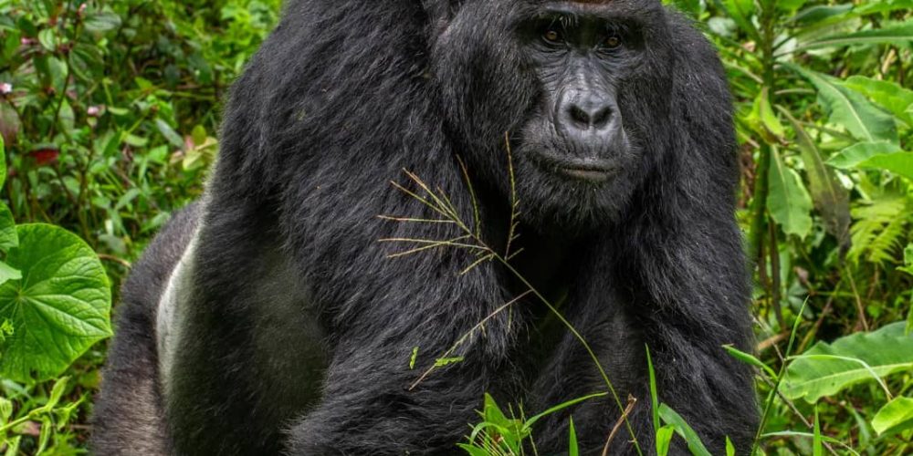 What to know about Mountain Gorilla Trekking