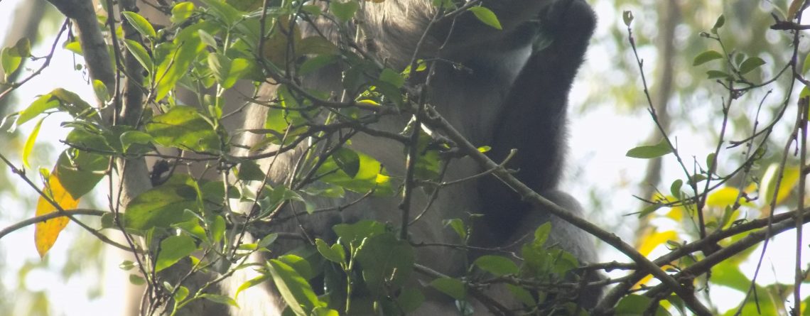 Chimpanzee Trekking Kibale Forest National Park