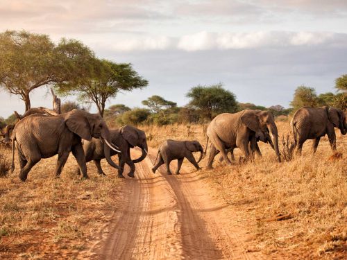 Cheap Uganda Safaris Tour