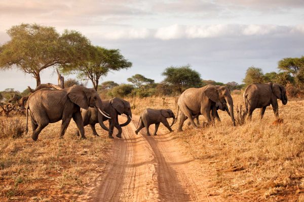 Cheap Uganda Safaris Tour