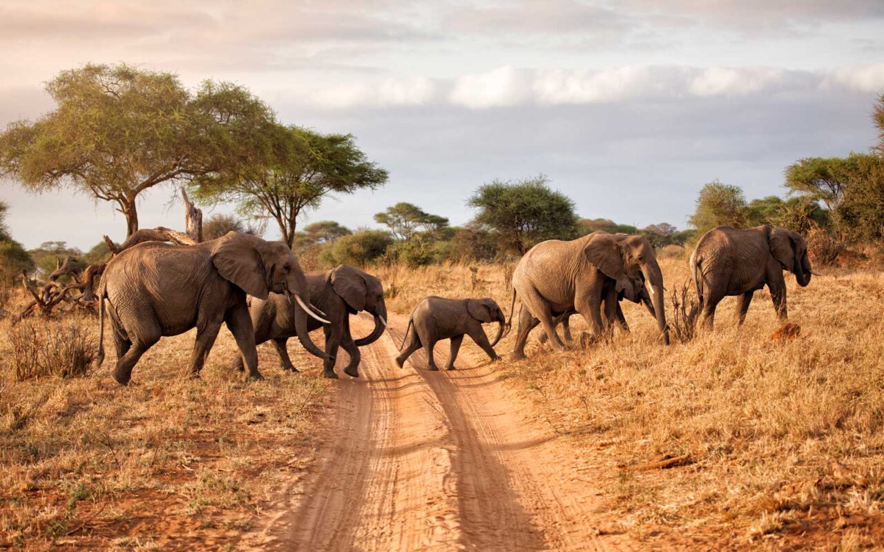 Kenya Wildlife Vacation Tour