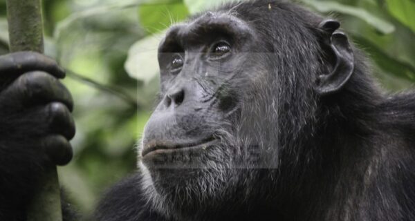 3 Days Rwanda Primates Tour