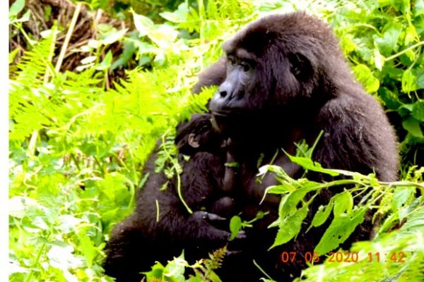 Bwindi Impenetrable National park