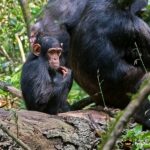 Best Time for Chimpanzee Trekking in Nyungwe National Park