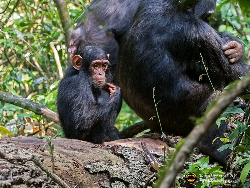 Best Time for Chimpanzee Trekking in Nyungwe National Park