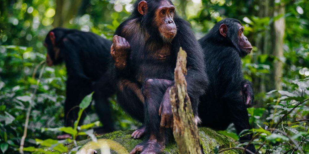 7 Days Uganda Primate Adventure Tour