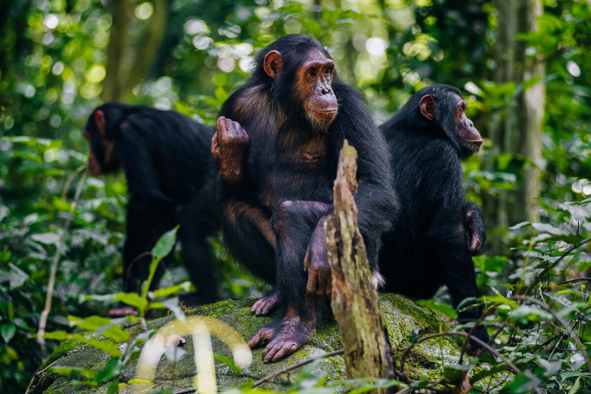 7 Days Uganda Primate Adventure Tour