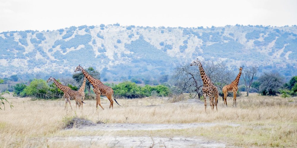 Big game safari in Kenya