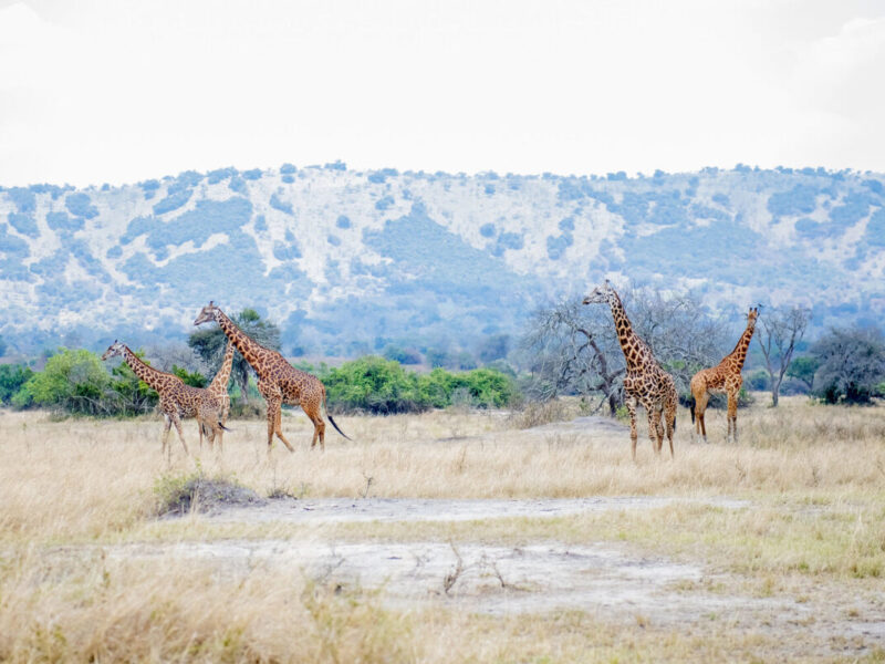 Big game safari in Kenya