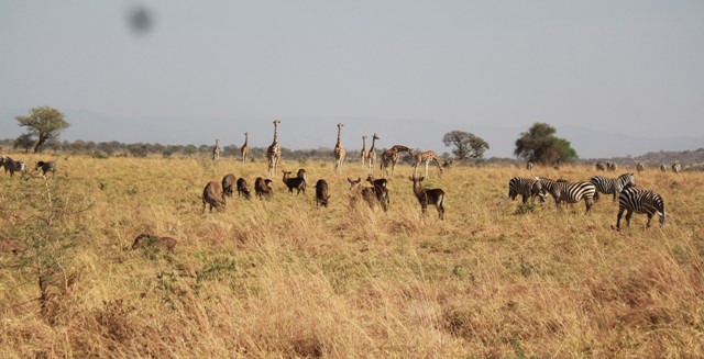 Activities/things to do in Kidepo Valley National Park
