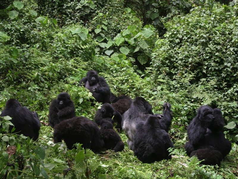 Gorilla Trekking in Uganda Safaris