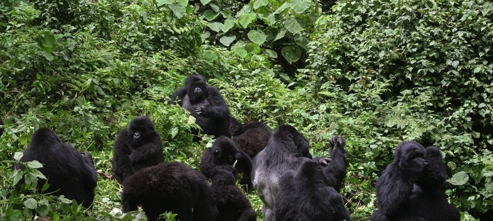 Gorilla Trekking in Uganda Safaris