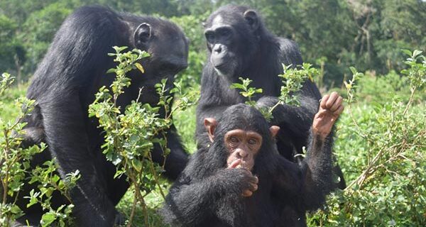 About Ngamba Island-Uganda’s Chimpanzee Sanctuary