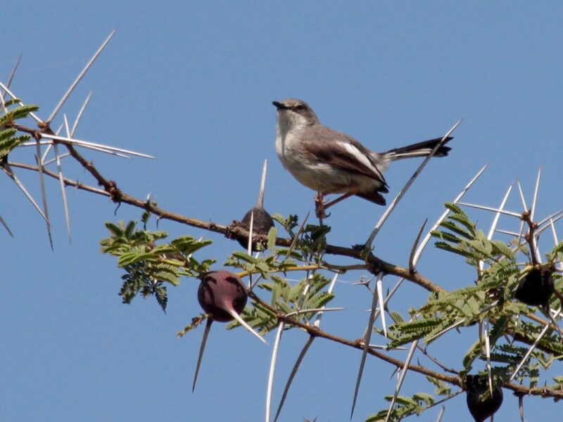 8 Days Birding Safari in Tanzania