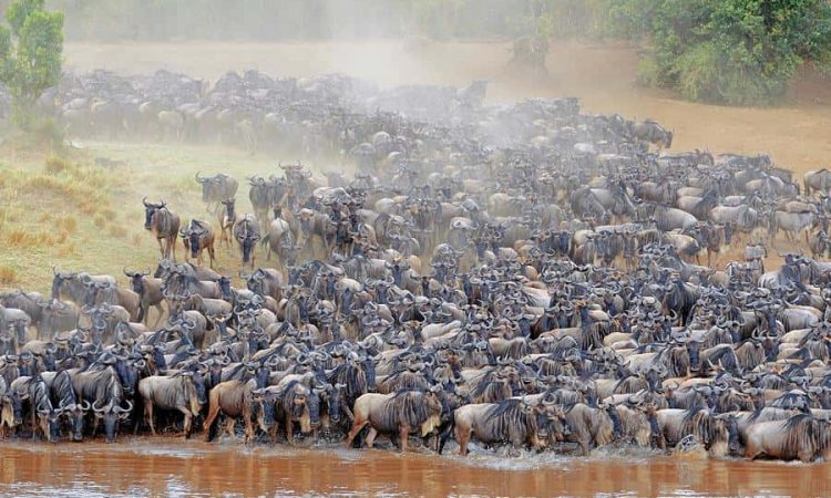 Best Guide for 2021 Wildebeest Migration safaris