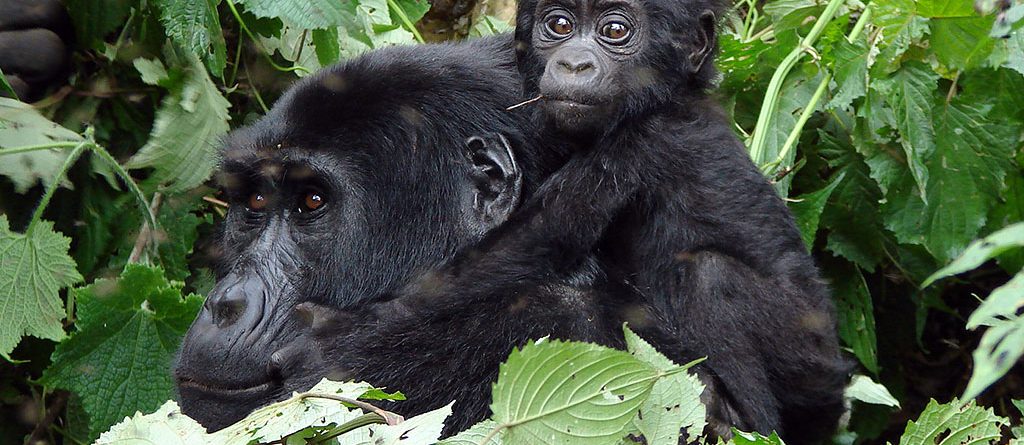 Luxury gorilla safari Uganda