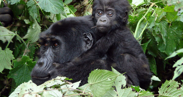 Luxury gorilla safari Uganda
