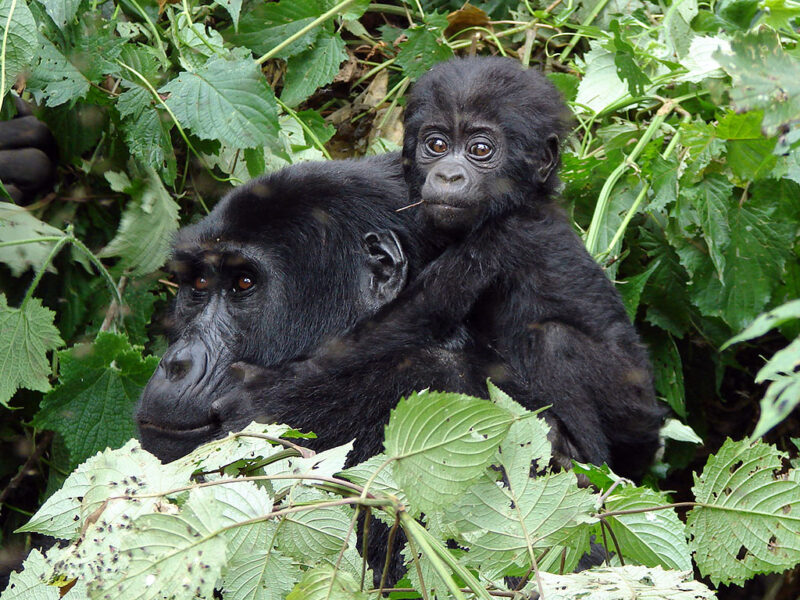 How many Mountain Gorillas are left in the wild 2024? Acacia