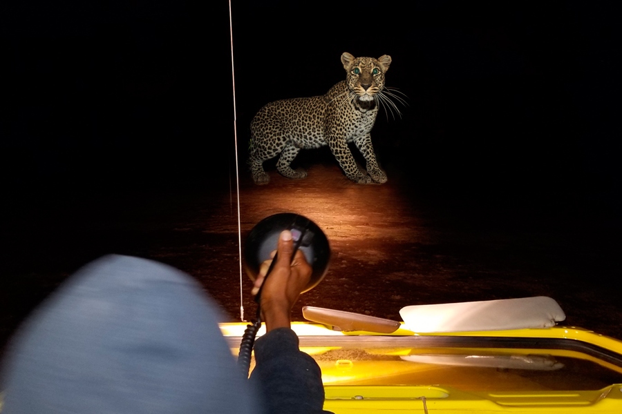 Night Game drives in Tanzania (Experience magical wildlife)