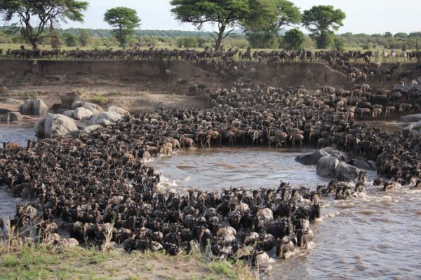 Great wildebeest Migration