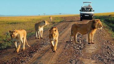 Uganda wildlife safari tours