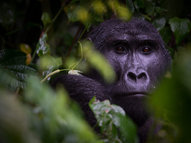 Uganda Gorilla Safaris