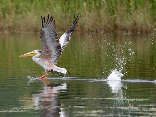 Uganda Wildlife Fly-in Safari