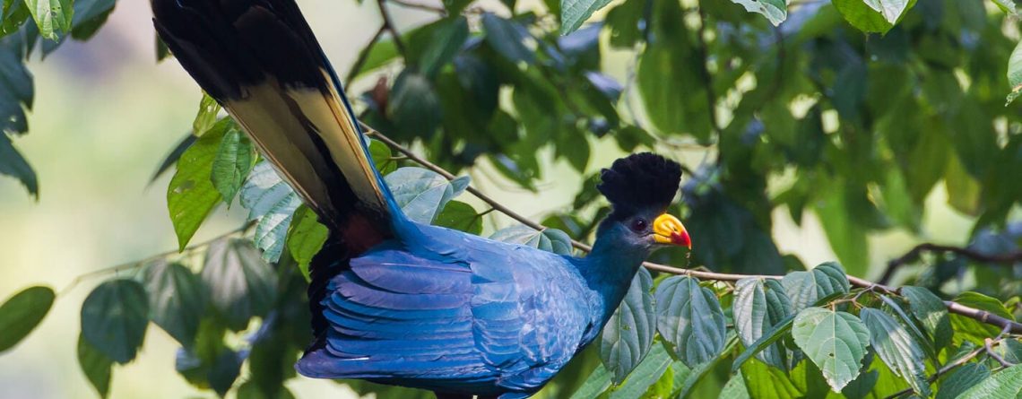 Bird Watching in Uganda