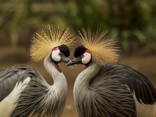 Birding Safaris Tour in Uganda