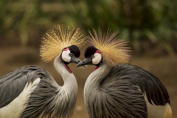 Birding Safaris Tour in Uganda