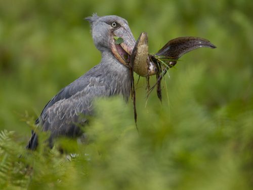 Best Uganda Wildlife Safari