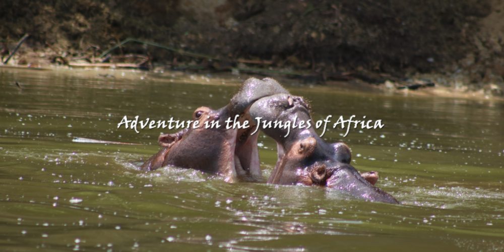 Wildlife Safari in Uganda