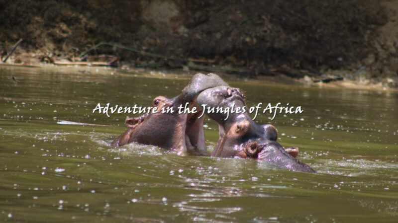 Wildlife Safari in Uganda