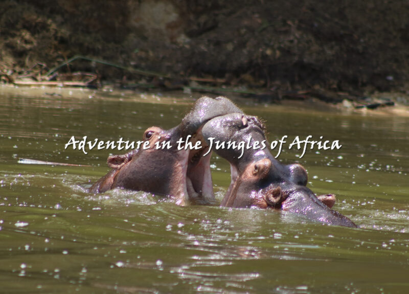 Wildlife Safari in Uganda