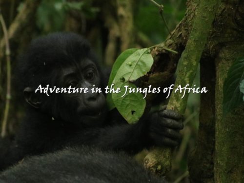 Gorilla Trekking safari Uganda